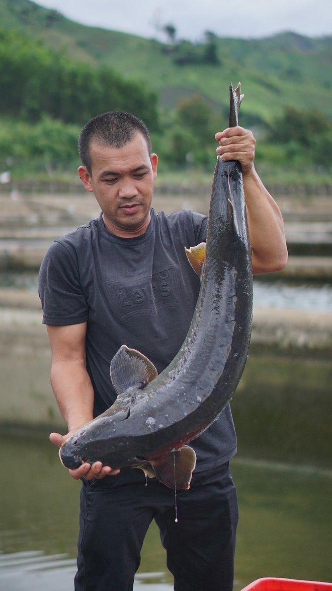 Cá Tầm suối Đà Lạt có chất lượng vượt trội so với cá tầm không rõ nguồn gốc – Ảnh: Lâm Viên