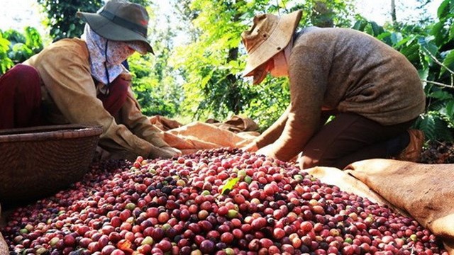 Được giá, người trồng cà phê vẫn kém vui