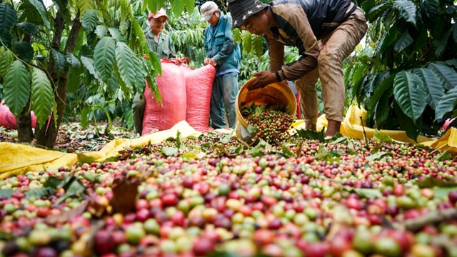 Giá cà phê tăng cao kỷ lục, nông dân không còn hàng bán 