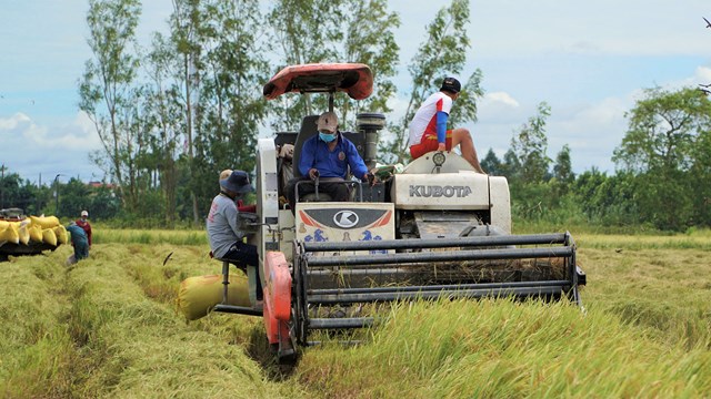 Giá lúa gạo thời gian tới sẽ thế nào?