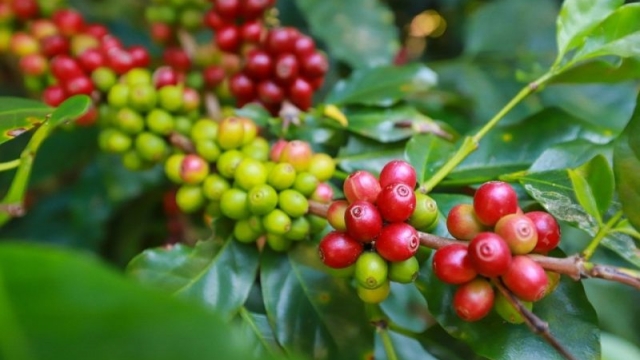 Giá cà phê hôm nay 09/03: Trong khoảng 90.500 - 91.200 đồng/kg