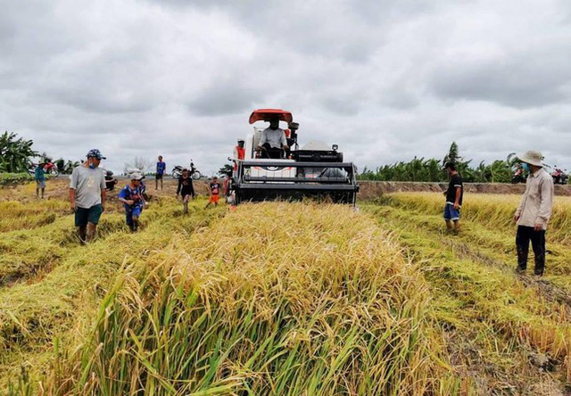  Giá gạo xuất khẩu của Việt Nam tăng mạnh trở lại, vượt gạo Thái Lan - Ảnh 1.