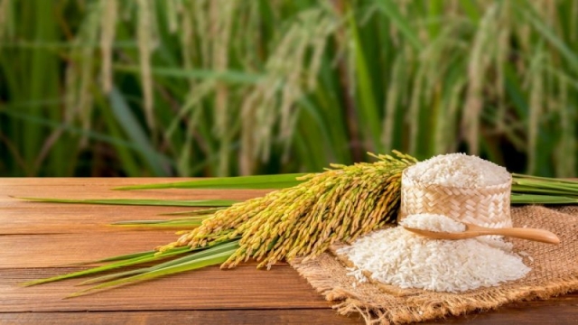 Giá lúa gạo hôm nay 08/03: Biến động trái chiều