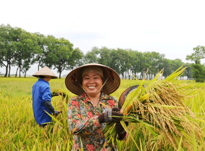 Giá lúa gạo hôm nay điều chỉnh tăng với gạo. (Ảnh minh họa) Giá lúa gạo hôm nay điều chỉnh tăng với gạo. (Ảnh minh họa)