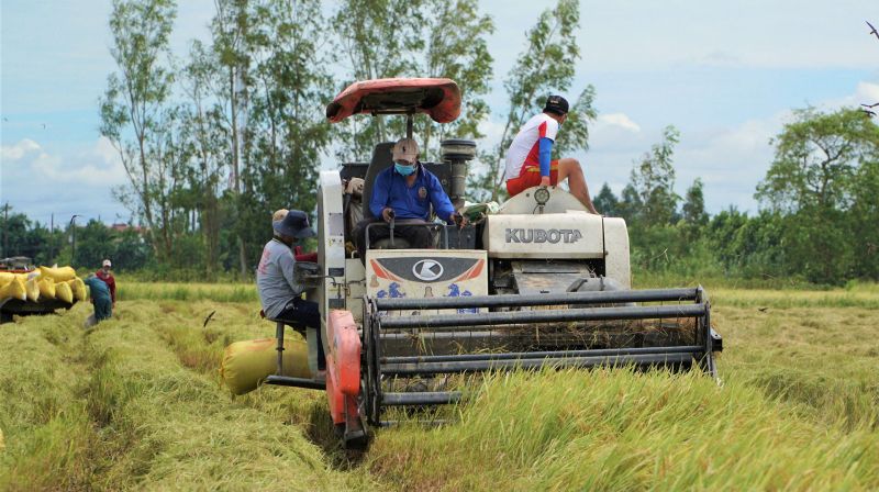 Giá lúa gạo hôm nay 21/8: Biến động với mặt hàng lúa Giá lúa gạo hôm nay 21/8: Biến động với mặt hàng lúa
