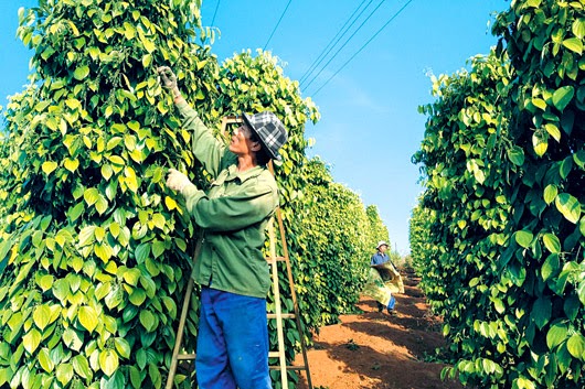 Giá tiêu hôm nay 07/12: Tăng tại các tỉnh trọng điểm