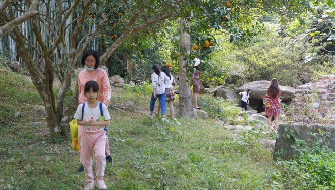 Giới trẻ đổ xô đến ‘thiên đường’ cam Vân Đồn 'check-in' - ảnh 3
