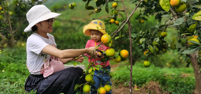 Giới trẻ đổ xô đến ‘thiên đường’ cam Vân Đồn 'check-in' - ảnh 5