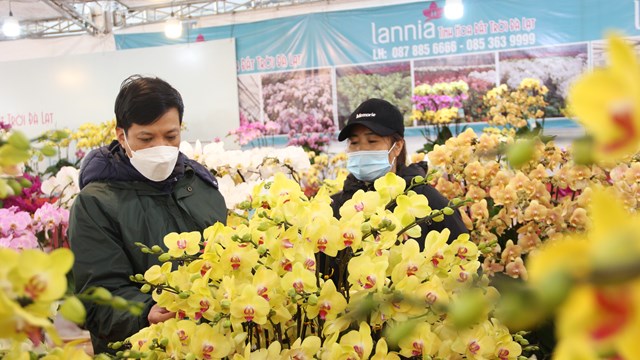 Hà Nội: Hoa lan 'ra phố' chào hàng, giá cao nhất đến 250 triệu đồng