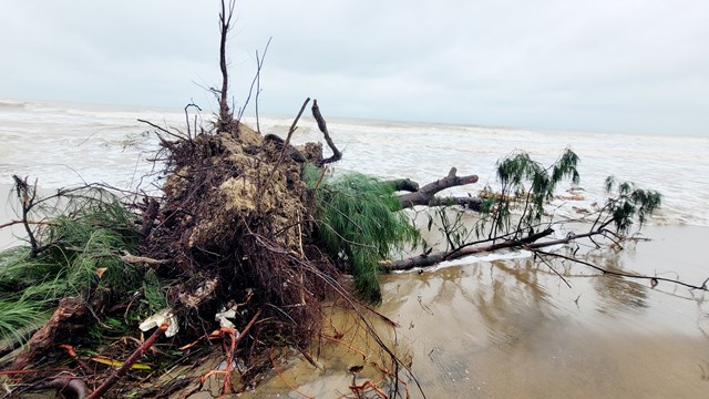 Hà Tĩnh: Hàng trăm cây phi lao kích thước lớn ven bờ biển bị bật gốc 