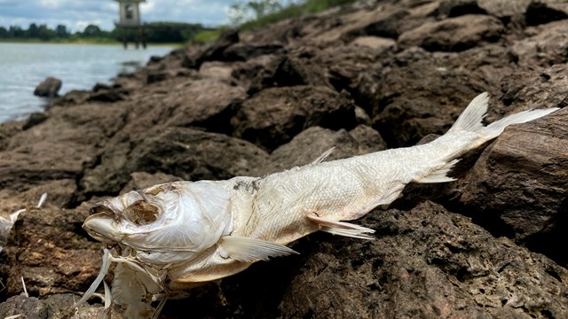 Hà Tĩnh: Xác định nguyên nhân cá chết trên hồ Khe Lang