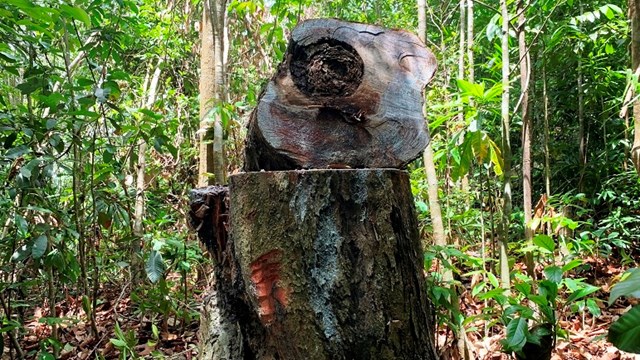 Hàng chục cây dầu rái cổ thụ bị đốn hạ