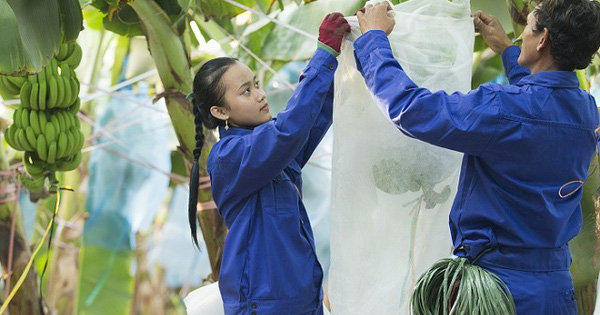 HAGL Agrico muốn chào bán riêng lẻ