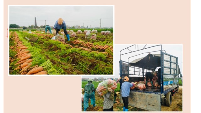 Hải Dương: Chuyển đổi phù hợp, nông dân trồng cà rốt hưởng niềm vui sớm 