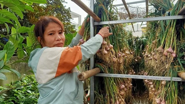Hải Dương: Hành, tỏi mất mùa, rớt giá