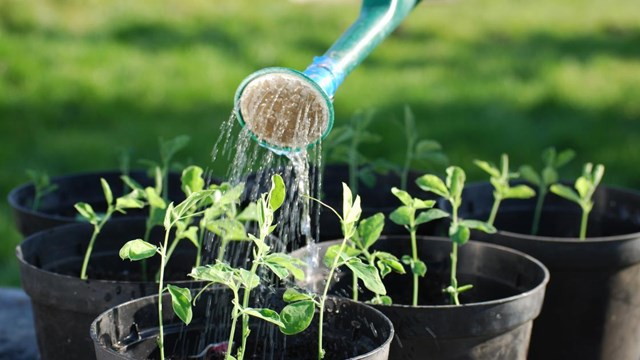 Hải Dương: Một trường hợp F2 tự ý đi tưới rau bị phạt 17,5 triệu đồng