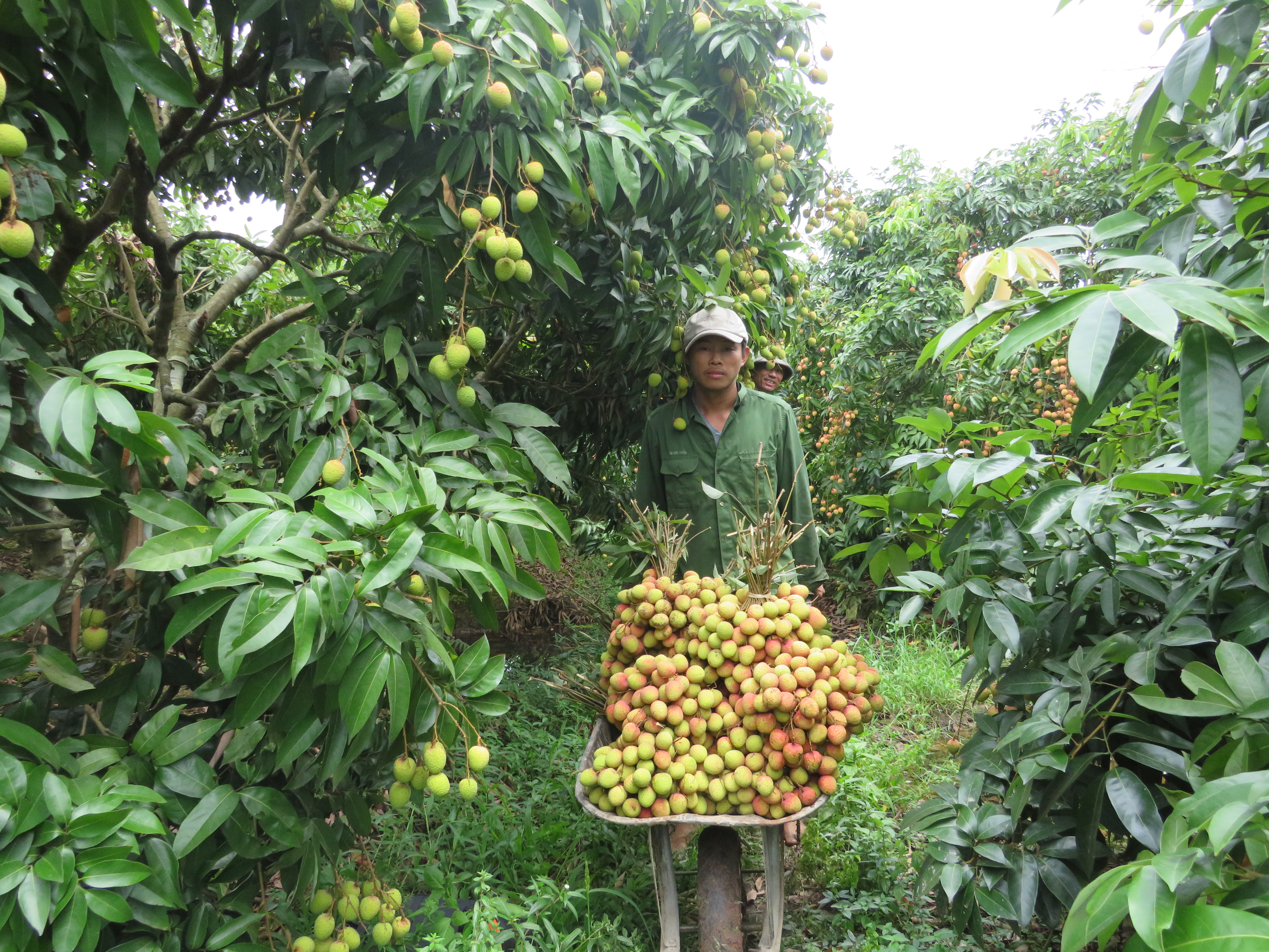 hai-duong-n244ng-d226n-boi-thu-nho-vai-u-trung-trang-duoc-gi225_3.jpg