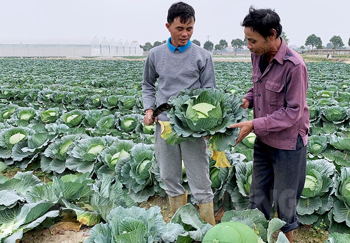 Hải Dương tháo gỡ khó khăn, hỗ trợ vận chuyển nông sản an toàn