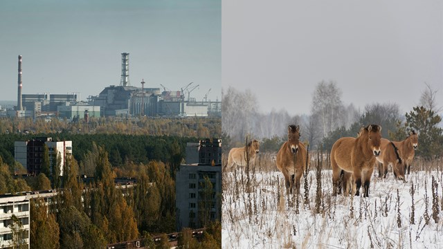 Hiện thực các loài động vật sống trong khu vực thảm họa Chernobyl