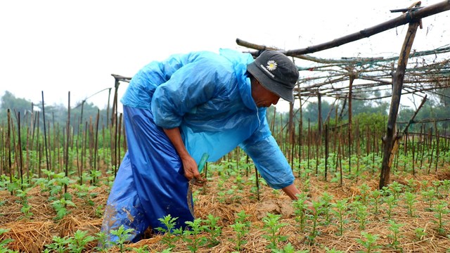 Hoa Tết lo ‘bí’ đầu ra