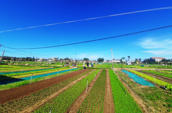 Hội An hô hát bài chòi đón đoàn khách xông đất phố cổ đầu năm mới - ảnh 5