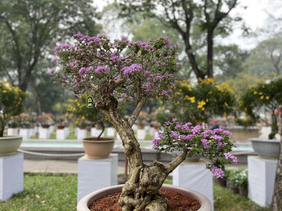 Hội hoa xuân chưa khai mạc, người Sài Gòn xúng xính áo dài đến chụp ảnh Tết - ảnh 16