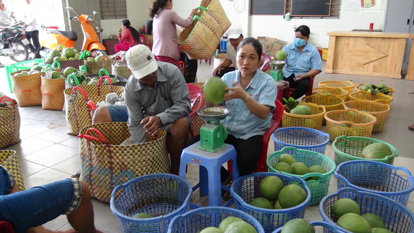 Bến Tre là một trong 10 địa phương được cấp mã số vùng trồng bưởi xuất khẩu sang Hoa Kỳ. Bến Tre là một trong 10 địa phương được cấp mã số vùng trồng bưởi xuất khẩu sang Hoa Kỳ.