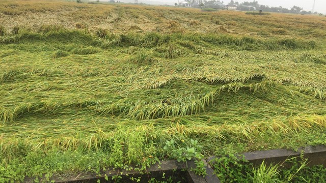 Hơn 10.00 ha lúa đổ ngã do mưa lớn