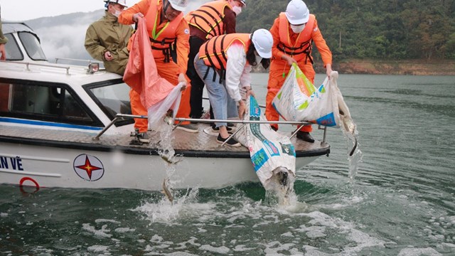 Hơn 40 ngàn con cá được thả xuống lòng hồ thủy điện Bản Vẽ 