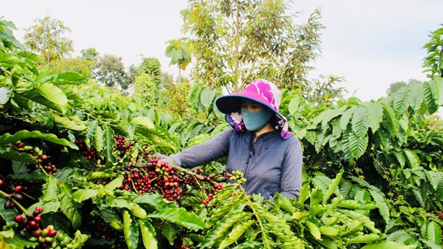 Huyện Cư M’gar (Đắk Lắk) triển khai nhiều giải pháp hữu hiệu, phát triển cây cà phê bền vững 