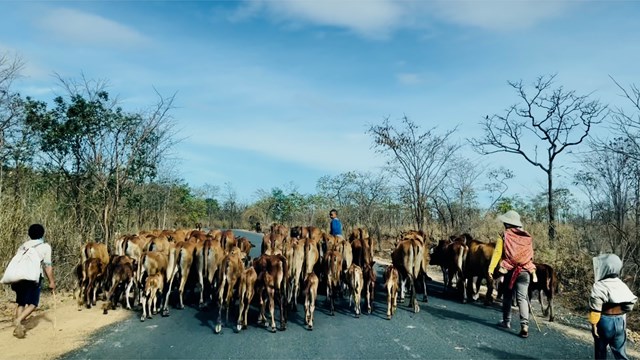Huyện Ea Súp (Đắk Lắk): Bán trâu bò để mua… rơm!