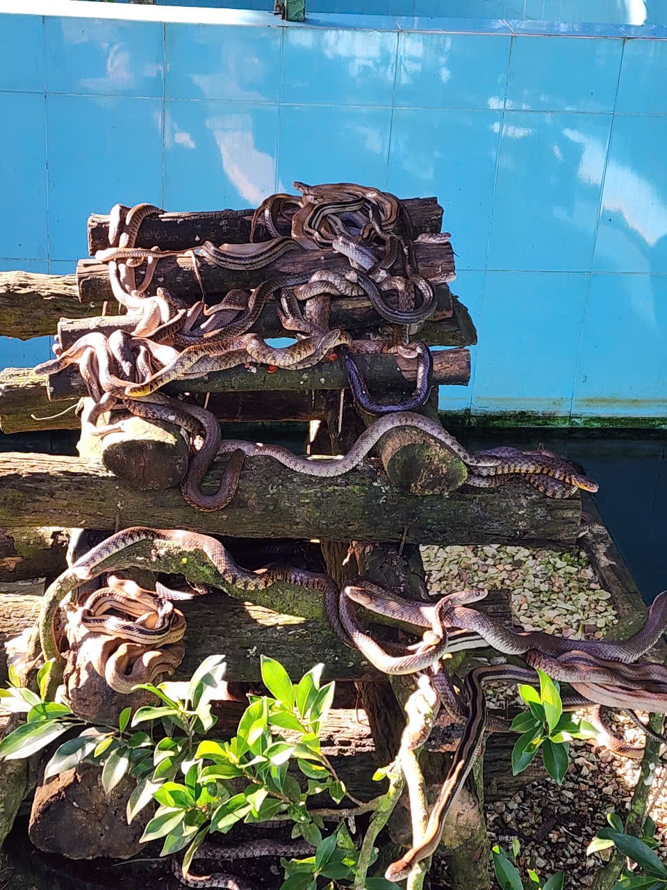 “Vương quốc” rắn lớn nhất đặc khu Phú Quốc