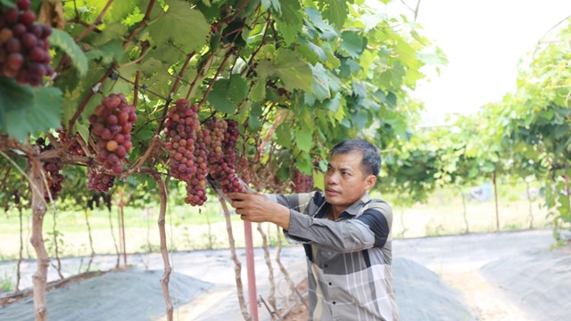 Kết nối để tiêu thụ nông sản ở kênh hiện đại 