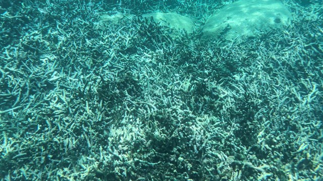 Khánh Hòa: San hô bị chết hàng loạt tại Vịnh Nha Trang