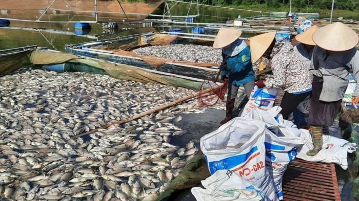 Khoảng 60 tấn cá lồng chết nổi trắng chưa rõ nguyên nhân ở Điện Biên
