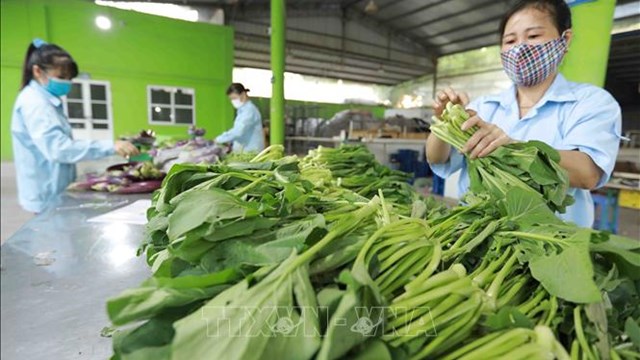Khu vực kinh tế tập thể, HTX cần sự hỗ trợ của Chính phủ