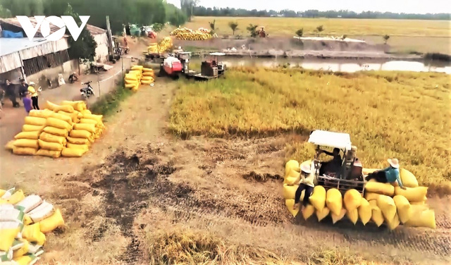 Kiến nghị mở “luồng xanh” cho vận tải đường thủy tiêu thụ lúa gạo ĐBSCL - Ảnh 1. Kiến nghị mở “luồng xanh” cho vận tải đường thủy tiêu thụ lúa gạo ĐBSCL - Ảnh 1.