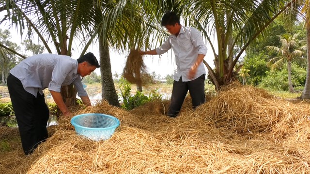 Làm giàu từ nghề trồng nấm rơm
