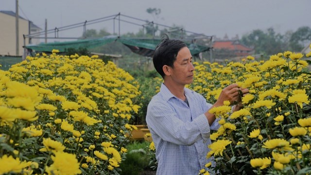 Làng hoa lớn nhất Hạ Long vào vụ Tết