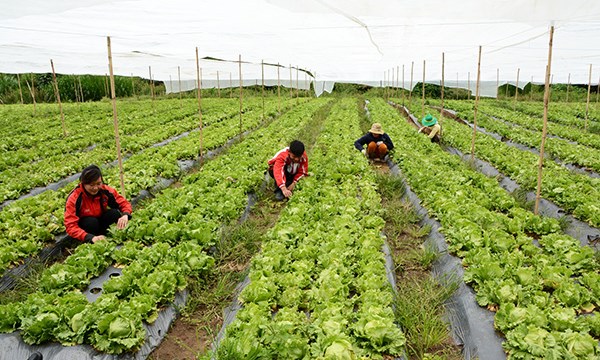 Lâm Đồng: Trên 1.200 tỷ đồng đầu tư an sinh xã hội