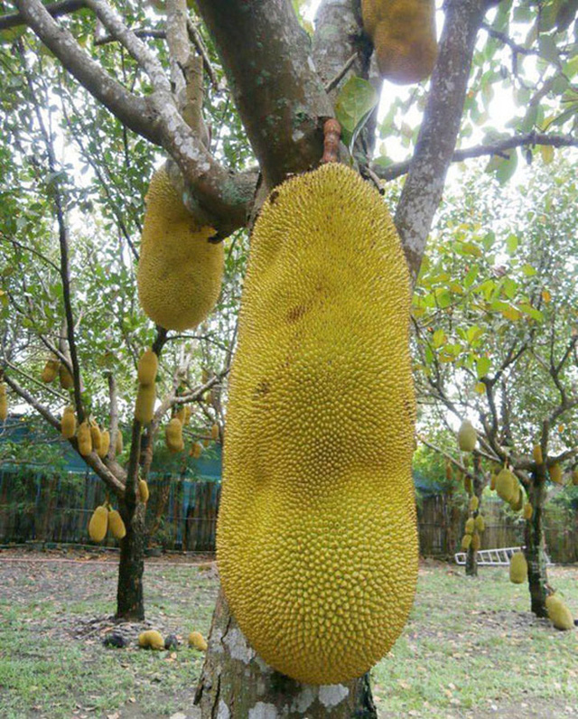Lạ lùng những thứ chỉ có ở Việt Nam: Dừa ăn vỏ bỏ nước, mít dài cả mét, thanh long thơm mùi nhãn,... - Ảnh 1. Lạ lùng những thứ chỉ có ở Việt Nam: Dừa ăn vỏ bỏ nước, mít dài cả mét, thanh long thơm mùi nhãn,... - Ảnh 1.