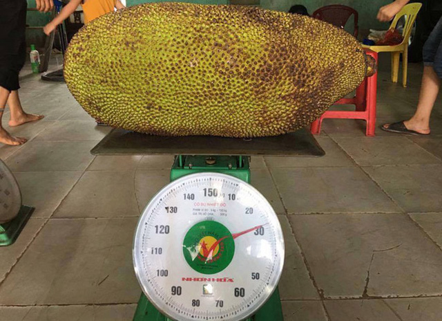 Lạ lùng những thứ chỉ có ở Việt Nam: Dừa ăn vỏ bỏ nước, mít dài cả mét, thanh long thơm mùi nhãn,... - Ảnh 2. Lạ lùng những thứ chỉ có ở Việt Nam: Dừa ăn vỏ bỏ nước, mít dài cả mét, thanh long thơm mùi nhãn,... - Ảnh 2.