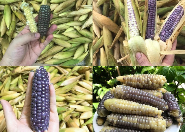 Lạ lùng những thứ chỉ có ở Việt Nam: Dừa ăn vỏ bỏ nước, mít dài cả mét, thanh long thơm mùi nhãn,... - Ảnh 5. Lạ lùng những thứ chỉ có ở Việt Nam: Dừa ăn vỏ bỏ nước, mít dài cả mét, thanh long thơm mùi nhãn,... - Ảnh 5.