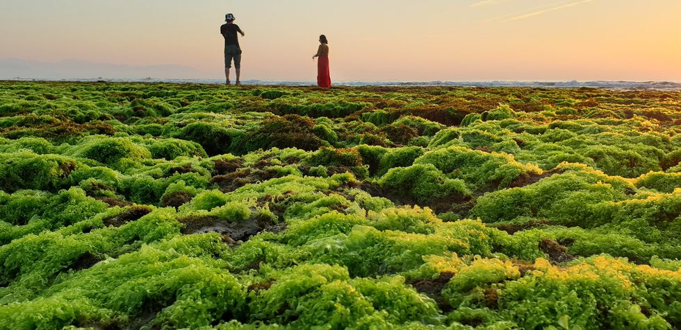 Lạc bước ở cánh đồng rong biển rộng hàng chục hecta xanh mướt tuyệt đẹp - ảnh 2