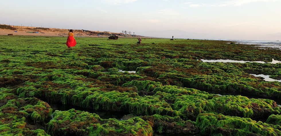 Lạc bước ở cánh đồng rong biển rộng hàng chục hecta xanh mướt tuyệt đẹp - ảnh 3