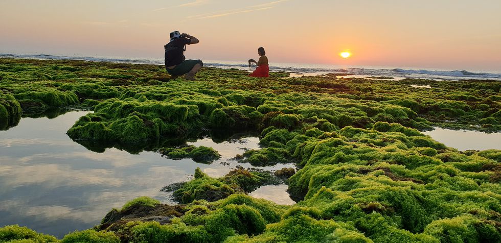 Lạc bước ở cánh đồng rong biển rộng hàng chục hecta xanh mướt tuyệt đẹp - ảnh 4