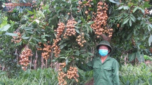 Làm thế nào để phát triển thương hiệu và hiệu quả kinh tế nhãn lồng Hưng Yên?