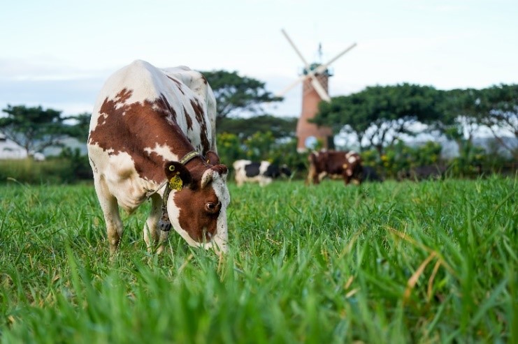 Đàn bò sữa tại trang trại Organic được chăm sóc đặc biệt theo tiêu chuẩn hữu cơ Châu Âu.