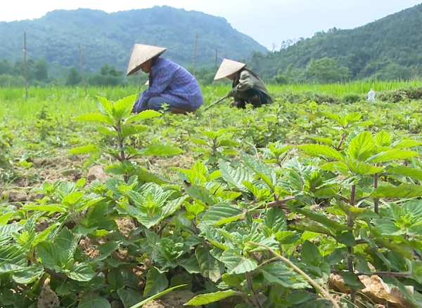 Vùng trồng thạch đen Lạng Sơn