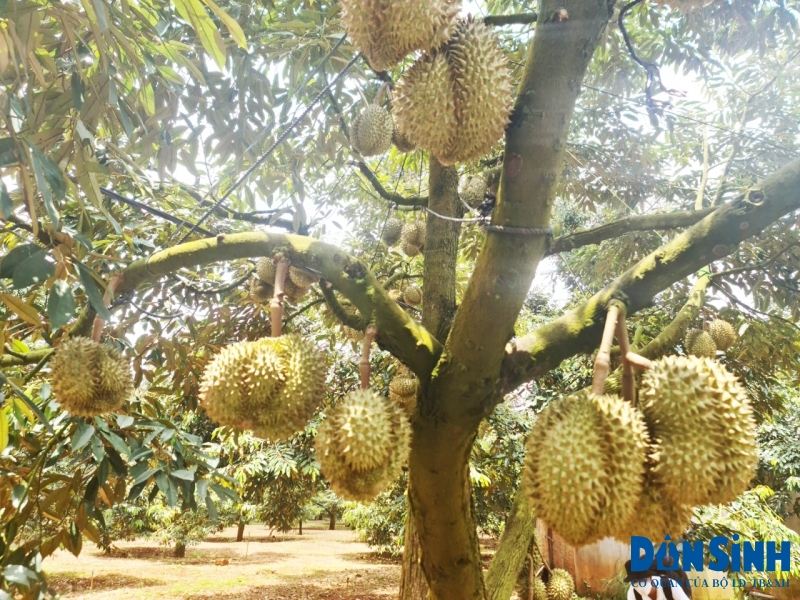 Sầu riêng được kiểm tra, đánh giá và cấp Giấy chứng nhận VietGAP tại huyện Krông Pắk tỉnh Đắk Lắk